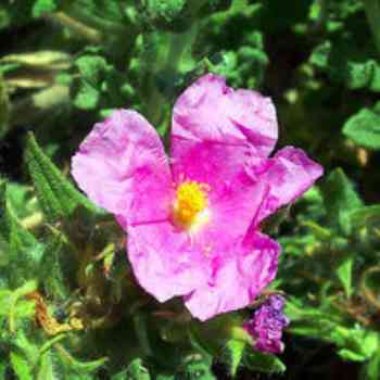 Click para ampliar. Pulsa en el nombre para ver la ficha. Plantas sanjuaniegas: Peonía