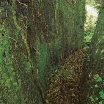 Click para ampliar. Pulsa en el nombre para ver la ficha. Cova 03