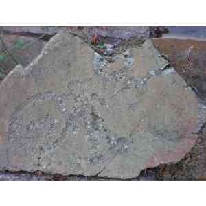 Click para ampliar. Pulsa en el nombre para ver la ficha. Estela de Guerrero con escudo