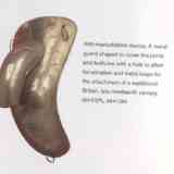 Click para ampliar. Adminículo antimasturbatorio