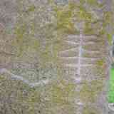 Click para ampliar. Grabados de Magacela