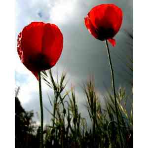 Click para ampliar. Pulsa en el nombre para ver la ficha. amapola