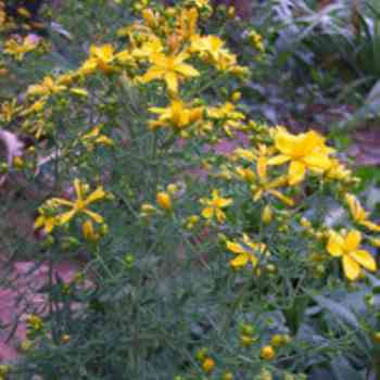 Click para ampliar. Pulsa en el nombre para ver la ficha. Hipérico o Hierba de San Juan (Hypericum Perforatum)