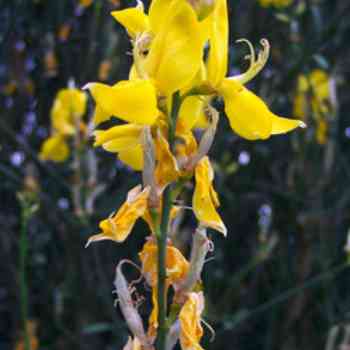 Click para ampliar. Pulsa en el nombre para ver la ficha. Retama escoba (Cytisus Scoparius)