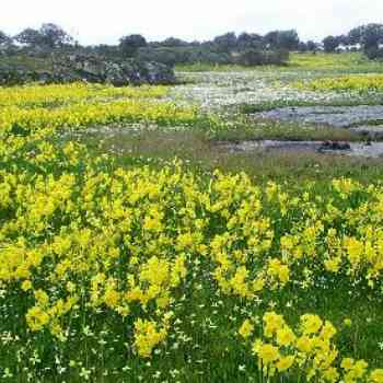 Click para ampliar. Pulsa en el nombre para ver la ficha. Junquillos (narcisos silvestres)