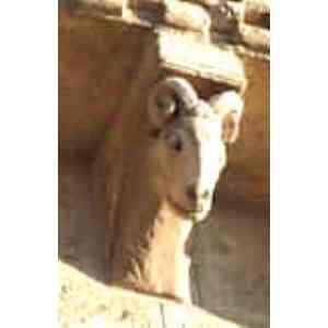 Click para ampliar. Pulsa en el nombre para ver la ficha. canecillo