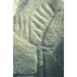 Click para ampliar. Pulsa en el nombre para ver la ficha. Ciervo en Os Mouchos