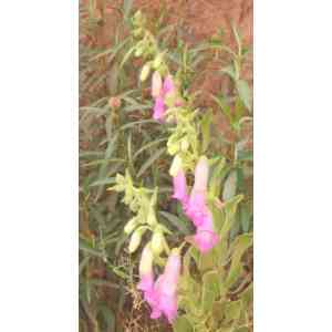 Click para ampliar. Pulsa en el nombre para ver la ficha. Dedalera (Digitalis Purpurea)