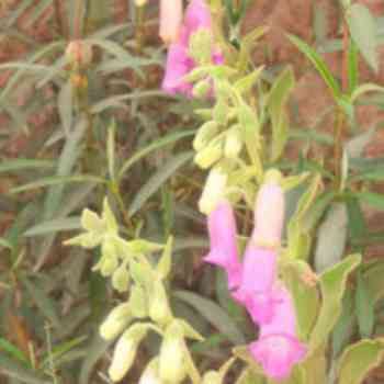 Click para ampliar. Pulsa en el nombre para ver la ficha. Dedalera (Digitalis Purpurea)