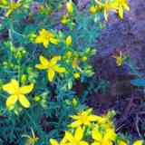 Click para ampliar. Hierba de Sanjuán o Hipérico (Hypericum perforatum)