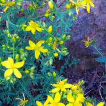 Click para ampliar. Pulsa en el nombre para ver la ficha. Hierba de Sanjuán o Hipérico (Hypericum perforatum)