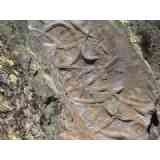 Click para ampliar. Pulsa en el nombre para ver la ficha. Crucianas de Las Villuercas