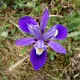 Click para ampliar. Patita de Burro