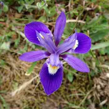 Click para ampliar. Pulsa en el nombre para ver la ficha. Patita de Burro