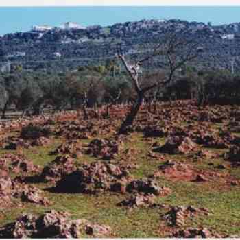 Click para ampliar. Pulsa en el nombre para ver la ficha. Olivares de Norba Caesarina