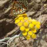 Click para ampliar. Perpetua amarilla (Helichrysum arenarium): imagen con visitante.