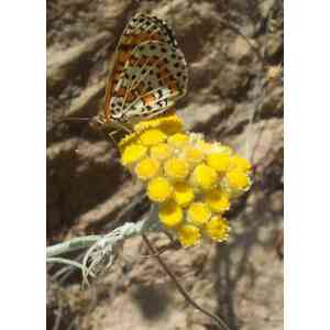 Click para ampliar. Pulsa en el nombre para ver la ficha. Perpetua amarilla (Helichrysum arenarium): imagen con visitante.