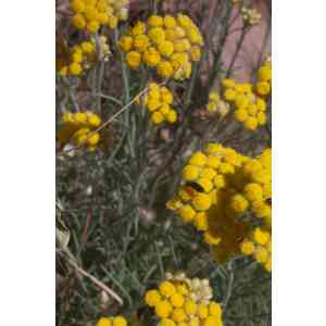 Click para ampliar. Pulsa en el nombre para ver la ficha. Perpetua amarilla (Helichrysum arenarium).