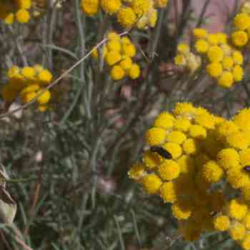 Click para ampliar. Pulsa en el nombre para ver la ficha. Perpetua amarilla (Helichrysum arenarium).