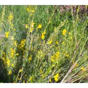 Click para ampliar. Pulsa en el nombre para ver la ficha. Piorno serrano (Cytisus oromediterraneus).