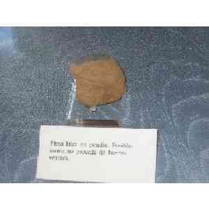 Click para ampliar. Pulsa en el nombre para ver la ficha. Cabeza precolombina, Fuerteventura