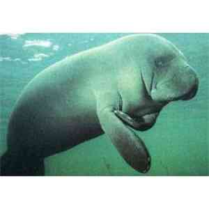 Click para ampliar. Pulsa en el nombre para ver la ficha. 5 - Dugongo