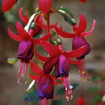 Click para ampliar. Pulsa en el nombre para ver la ficha. Pendientes de la reina